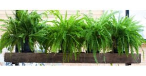 Como Plantar Samambaia? O Segredo Para Sua Planta Crescer
